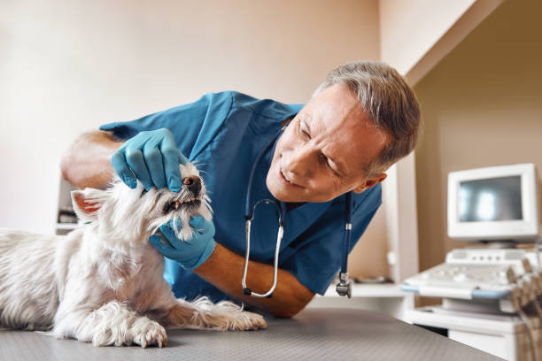 Best Tooth Infection Emergency Dentist  in Vergennes, VT